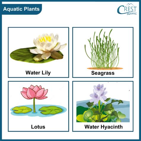 5 aquatic plants drawing|+50 AQUATIC PLANTS: Names and Characteristics .